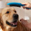 Główka prysznicowa dla psów Select 150 3jet błękitny DogShower Hansgrohe (26640540)