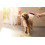 Główka prysznicowa dla psów Select 150 3jet różowy DogShower Hansgrohe (26640560)