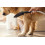 Główka prysznicowa dla psów Select 150 3jet Czarny Matowy DogShower Hansgrohe (26640670)